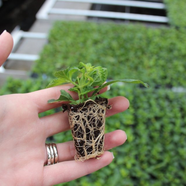 Young Plants