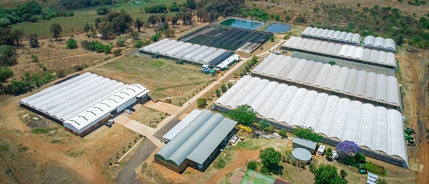 Ball Straathof gro-plug seedlings