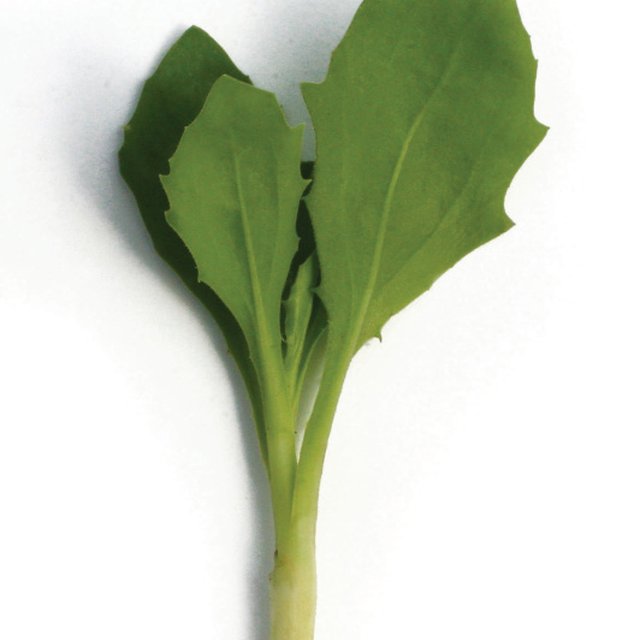 Unrooted Cuttings