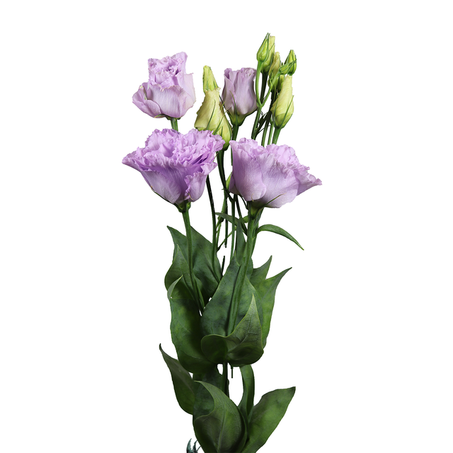 Cut Flowers